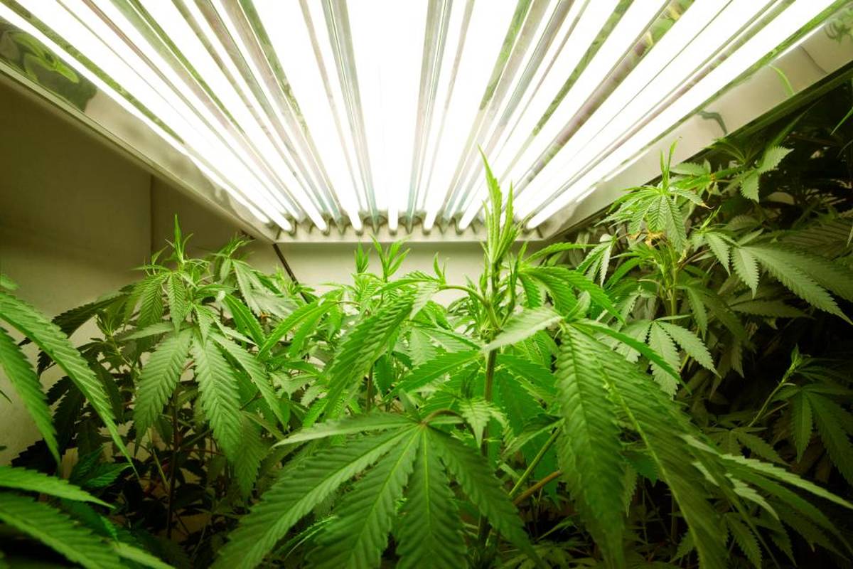 как правильно выращивать марихуаны